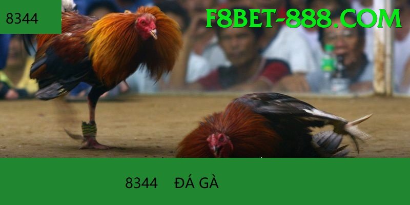 Đá Gà Trực Tiếp - Ưu đãi đặc biệt